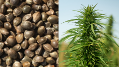 Grain & Cannabinoid Hemp Seed Varieties