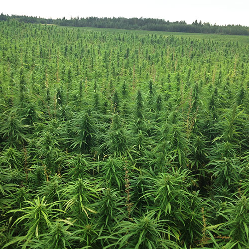 new-west-genetics-growing-hemp
