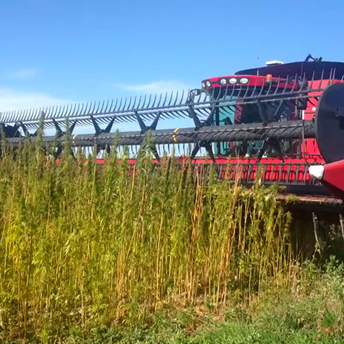 new-west-genetics-hemp-harvesting2