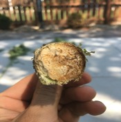 NWG 2730 Hurd Fiber