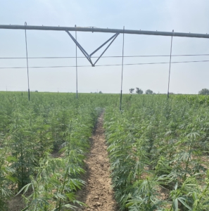 Center pivot irrigation on NWG plot trial