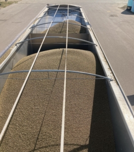 Truckload of clean, dry hemp grain