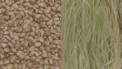 Grain & Fiber Hemp Seed Varieties