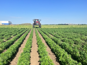Sidedress Fertilizer Applied to Hemp Seed Production Field