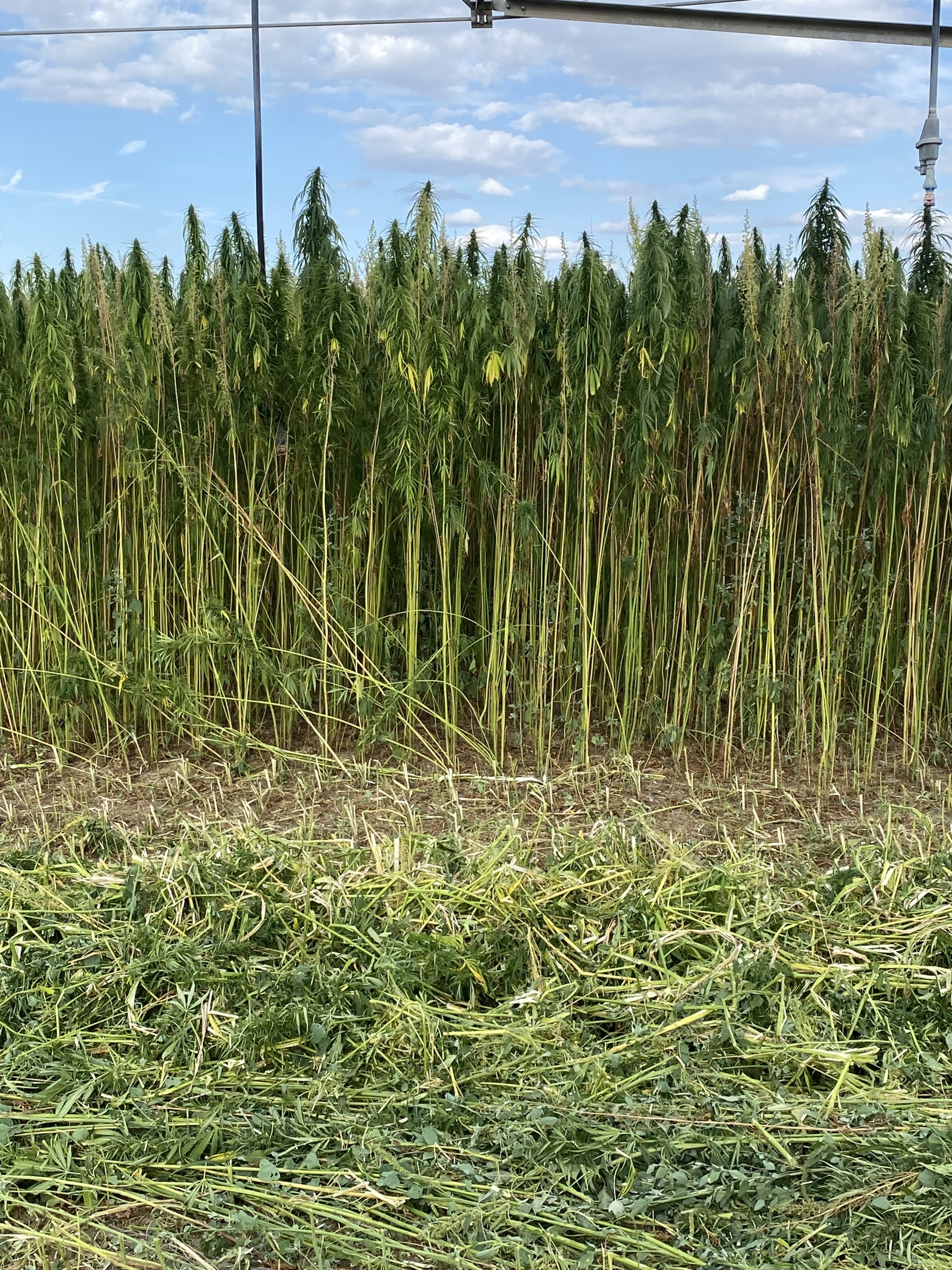 ABOUND fiber forward hemp variety
