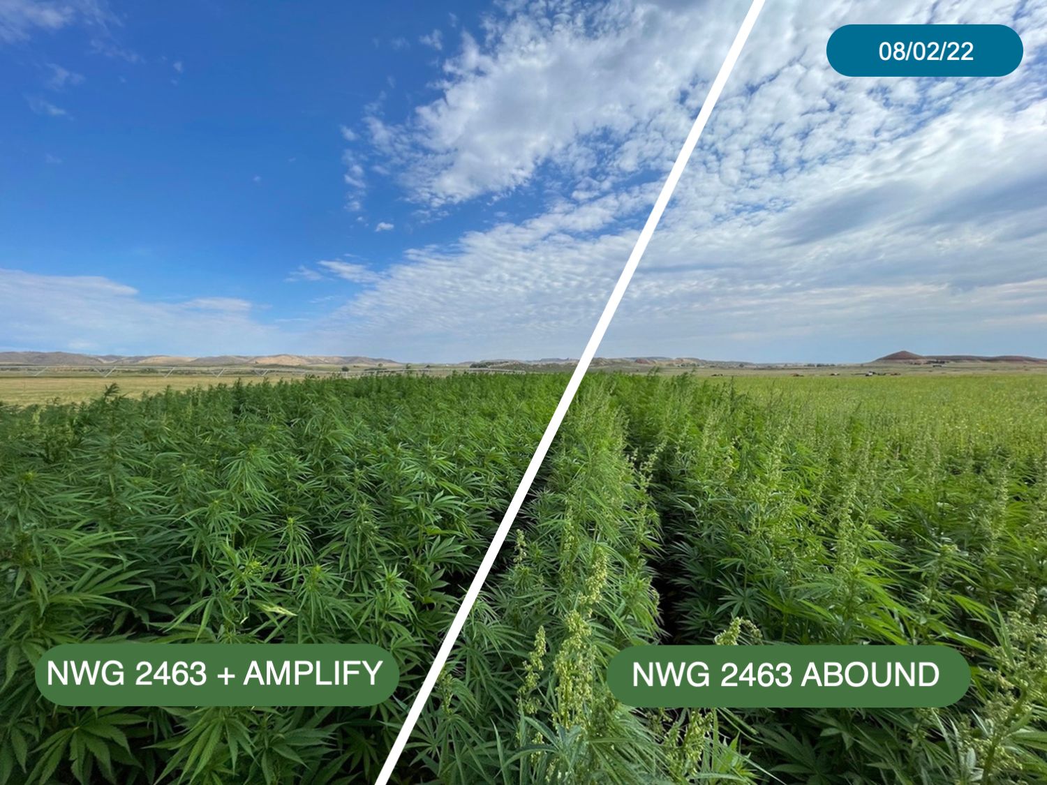 AMPLIFY Hybrid Hemp Genetics Compared to Conventional Seed Variety