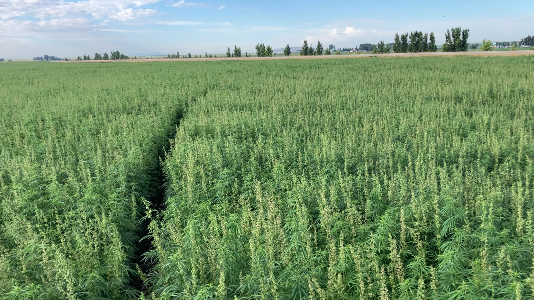 NWG 2463 Organic Grain Production in Idaho 2023