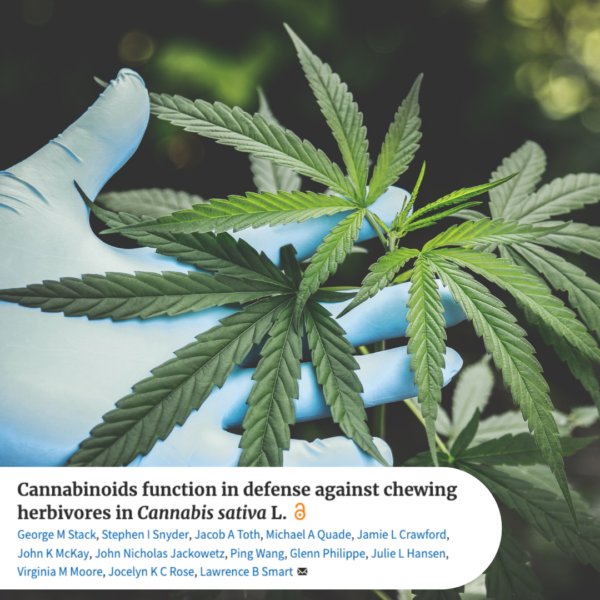 Cannabinoids function in defense agains chewing herbivores