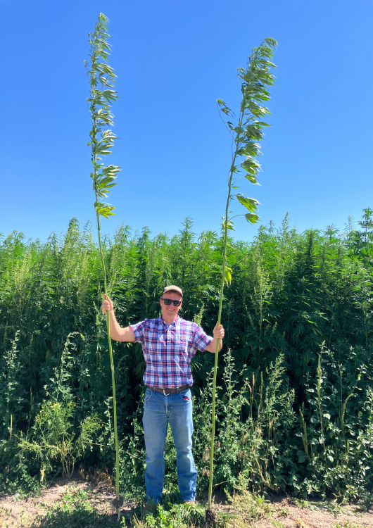 NWG 4113 Daniel with 13ft showcase plants