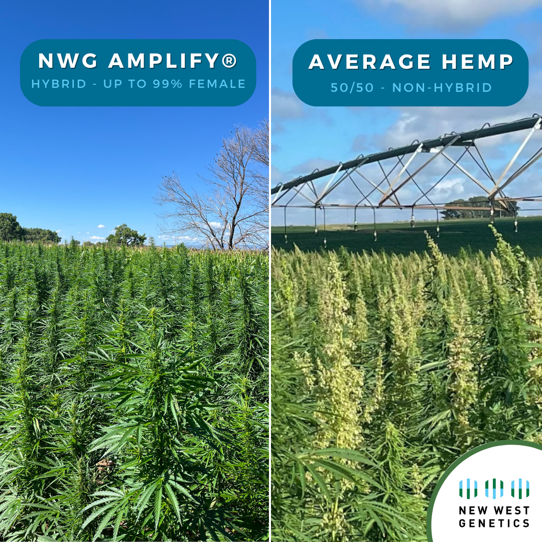 AMPLIFY hybrid field vs average hemp field 2023