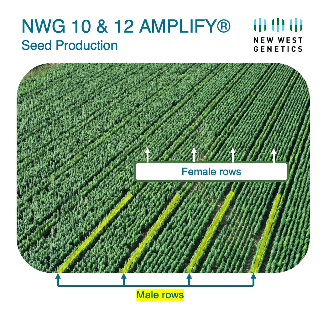 NWG Amplify - Hybrid Hemp Seed Production Rows