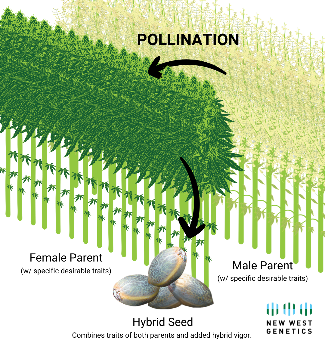 NWG AMPLIFY Hybrid hemp seed graphic that shows the male and female parents in hybrid hemp production