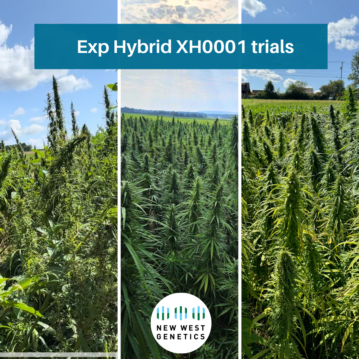 NWG AMPLIFY Experimental Hybrid Trial Comparison