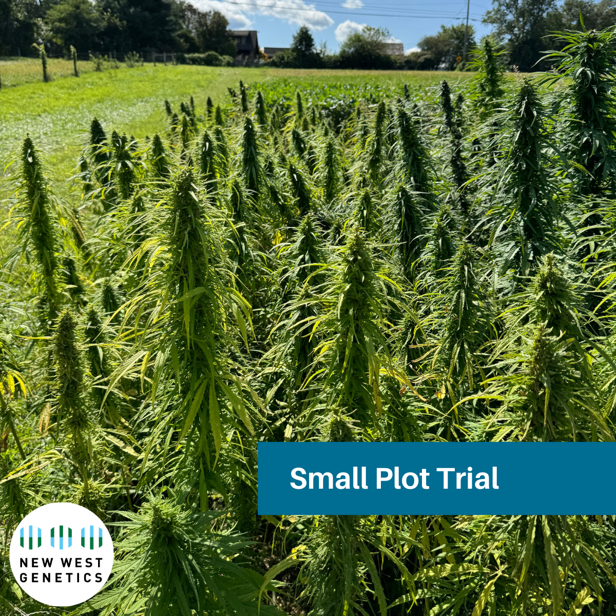 NWG AMPLIFY Experimental Hybrid Small Plot Trial